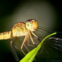 slides/IMG_0767.jpg dragonfly, macro, insect, head, wings, butterfly park, kuala lumpur, malaysia SEAK6 - Dragonfly, Butterfly Park, Kuala Lumpur, Malaysia